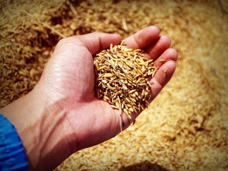 abundance-agricultural-agriculture-arm-226615.jpg
